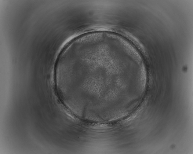 X0000099481174200805301612