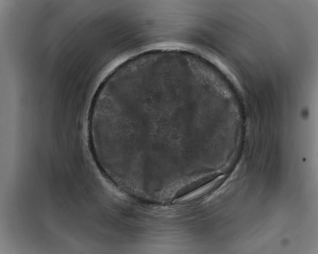 X0000099481229200805301612