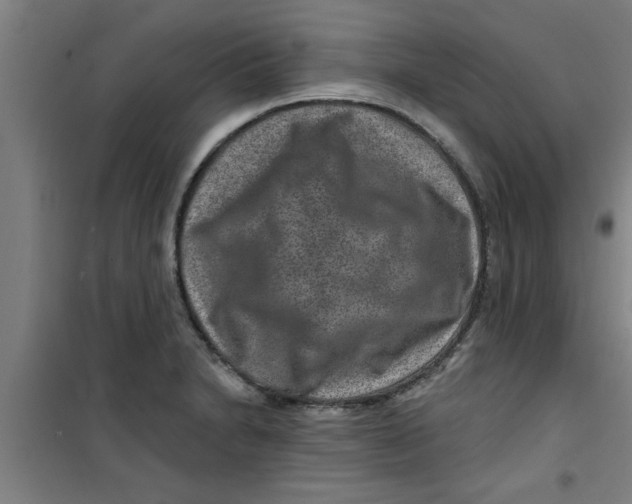 X0000099481230200805301612