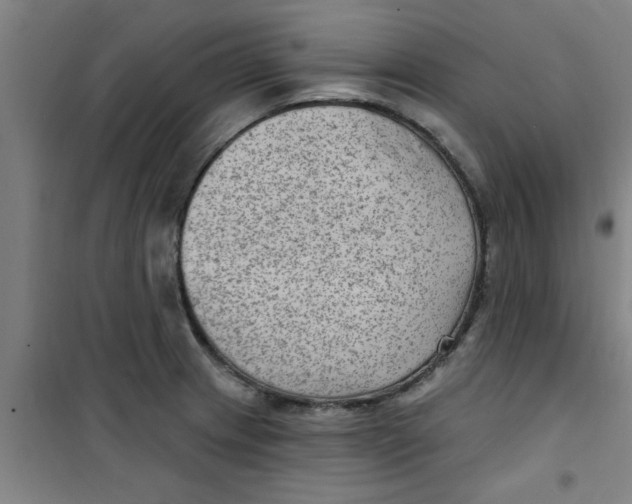 X0000099481233200805301612