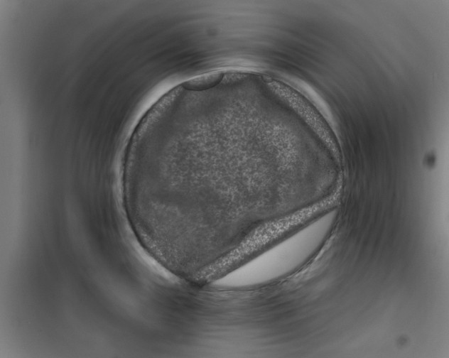 X0000099481243200805301612