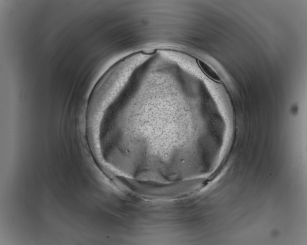 X0000099481244200805301612
