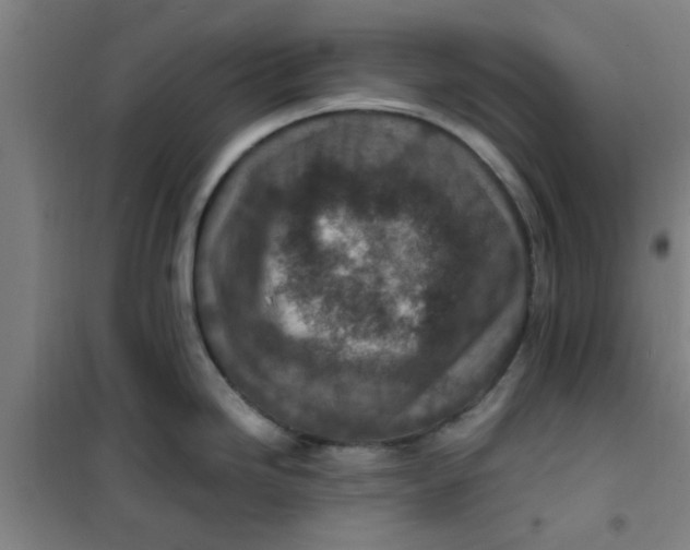 X0000099481246200805301612