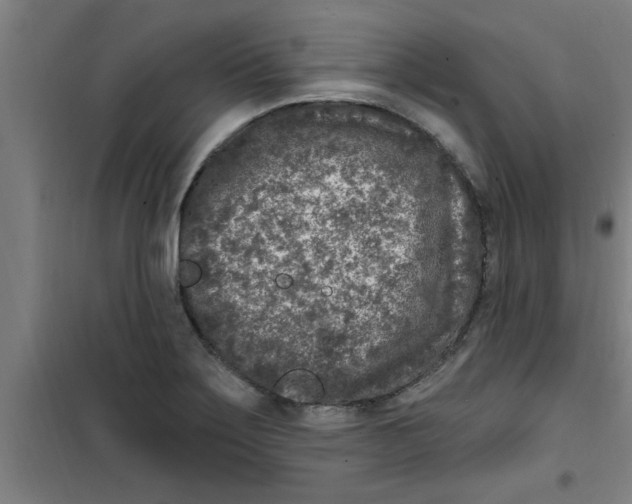 X0000099481275200805301611