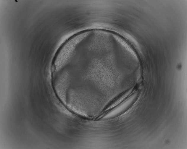 X0000099481280200805301611