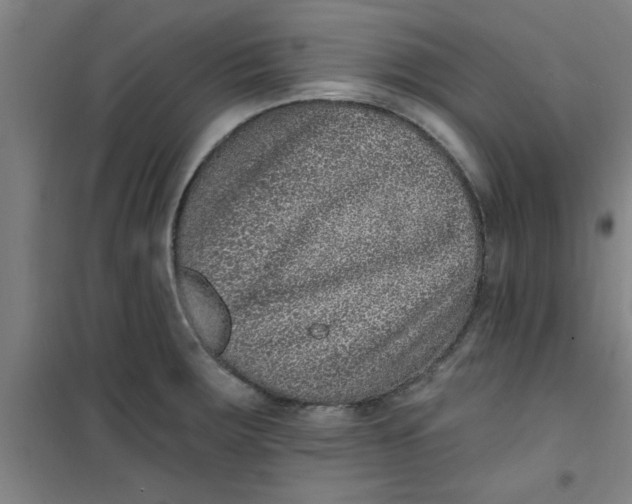 X0000099481283200805301611