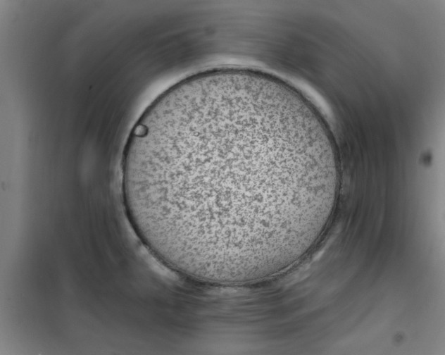 X0000099481287200805301611