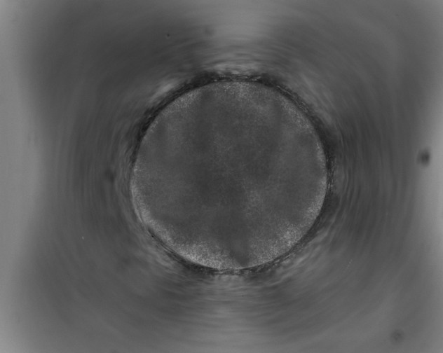 X0000099481297200805301610