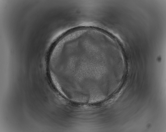 X0000099481311200805301610