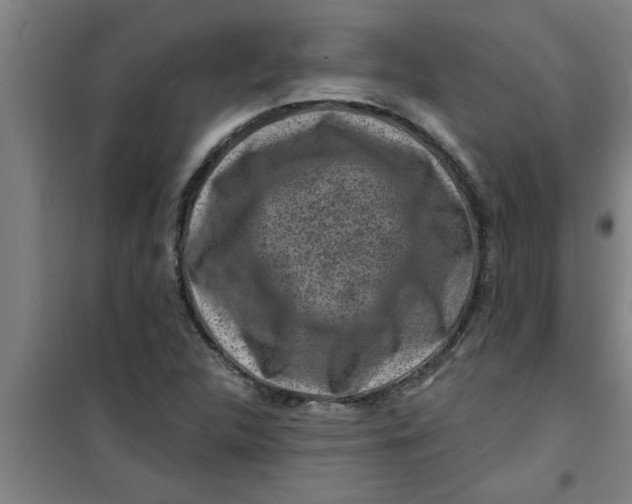 X0000099481312200805301610
