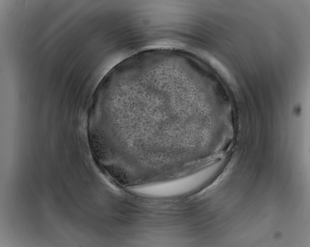 X0000099481329200805301610