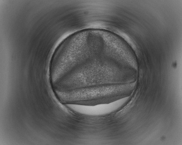 X0000099481331200805301610