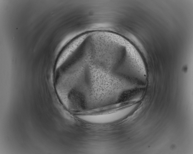 X0000099481336200805301610