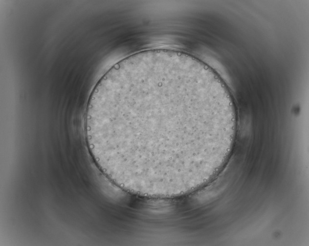X0000099481338200805301610