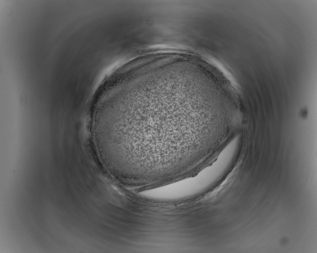 X0000099481357200805301610