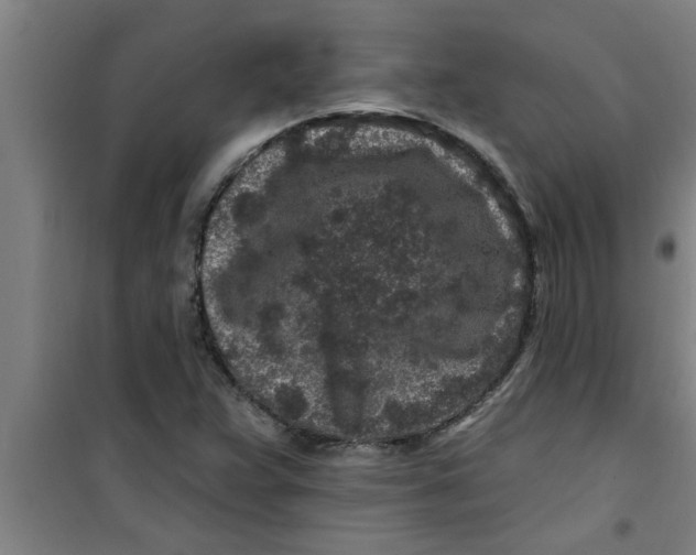 X0000099481359200805301610
