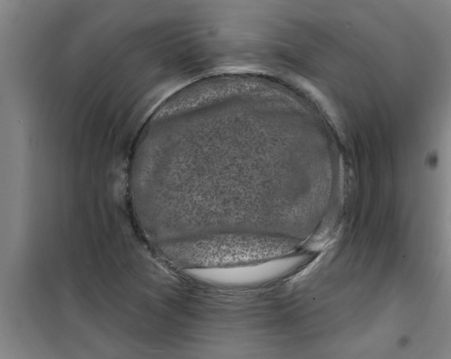 X0000099481361200805301610