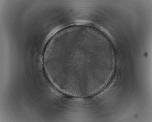X0000099481362200805301610