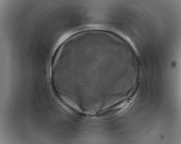 X0000099481365200805301610