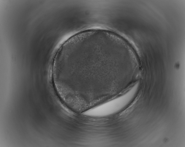 X0000099481367200805301610