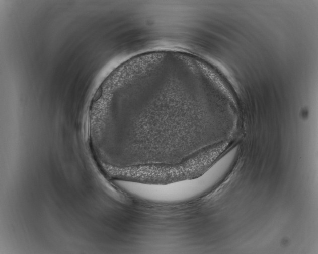 X0000099481371200805301609