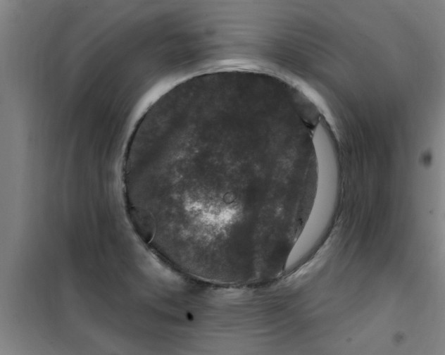 X0000099481373200805301609