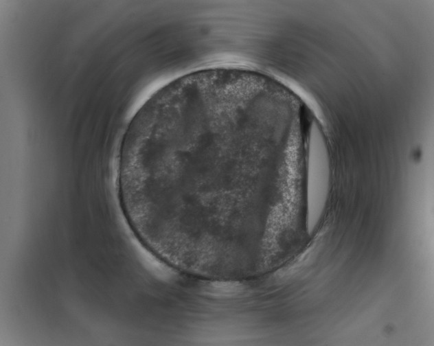 X0000099481383200805301609
