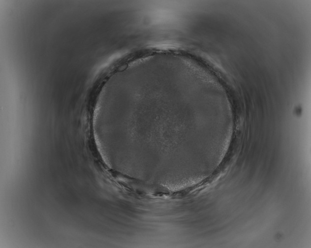 X0000099481398200805301608