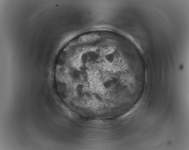 X0000099481405200805301609