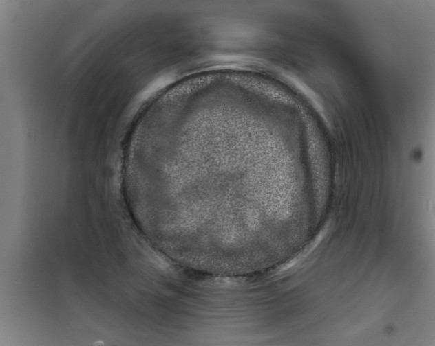 X0000099481411200805301609