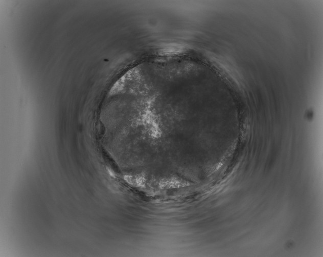 X0000099481441200805301608