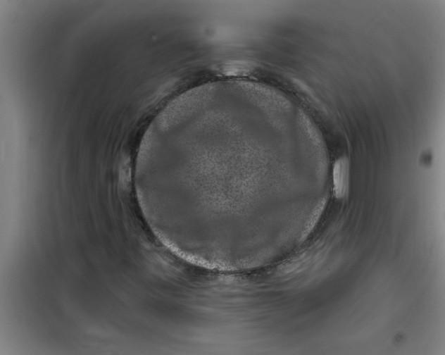X0000099481443200805301608