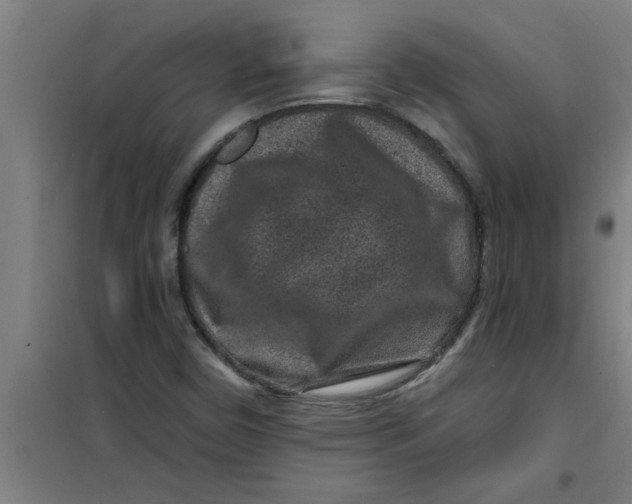X0000099481450200805301608