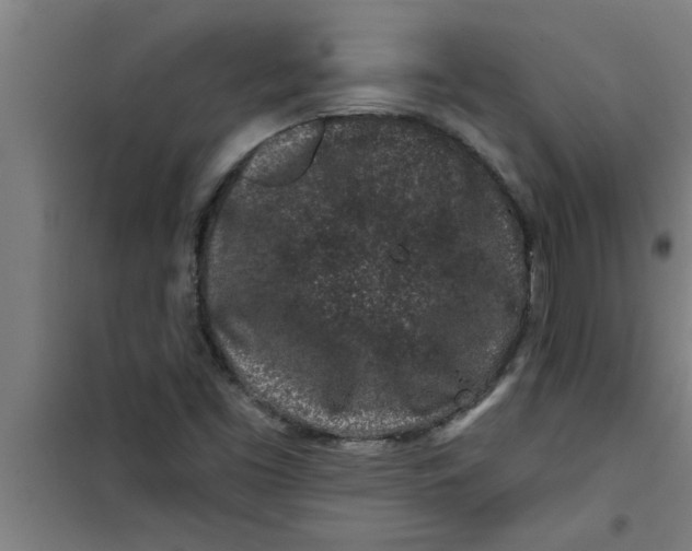 X0000099481453200805301608