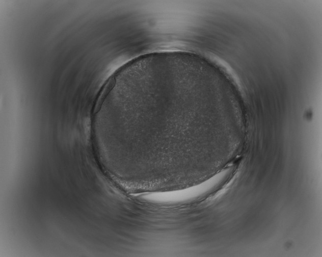 X0000099481457200805301608