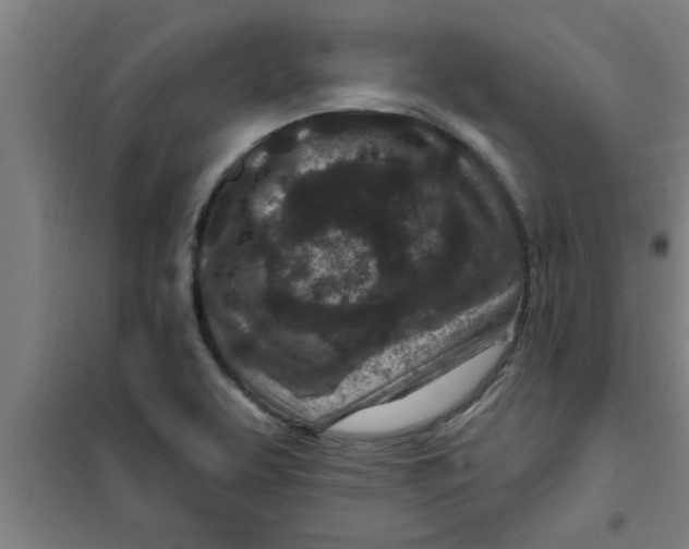 X0000099481463200805301608