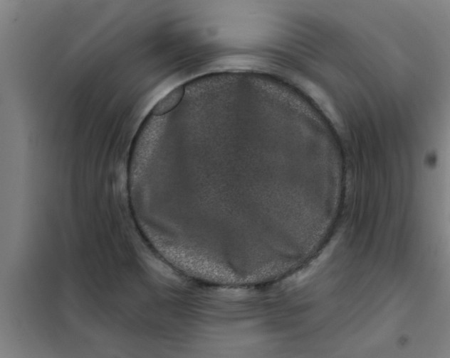 X0000099481465200805301608