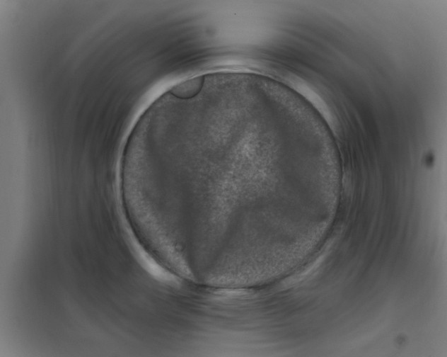 X0000099481482200805301608