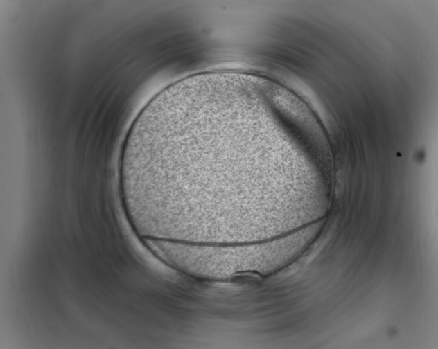 X0000099481483200805301608