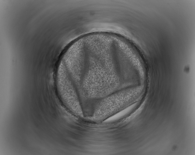 X0000099481497200805301607