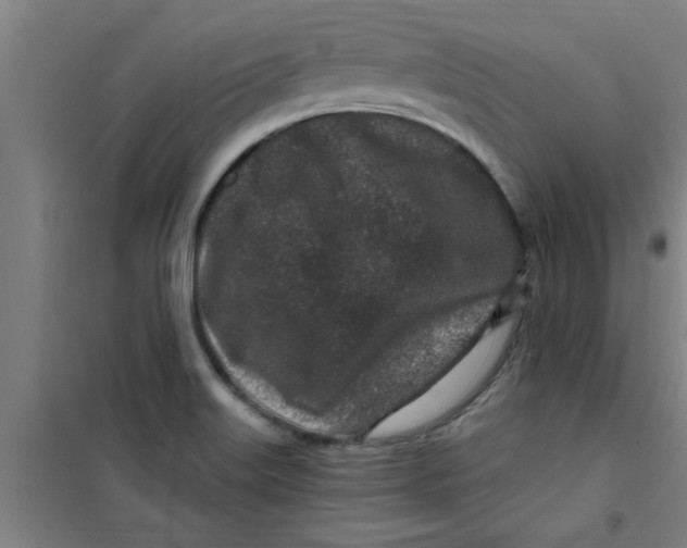 X0000099481515200805301607