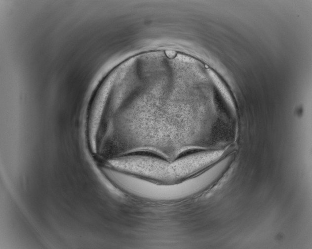 X0000099481525200805301608
