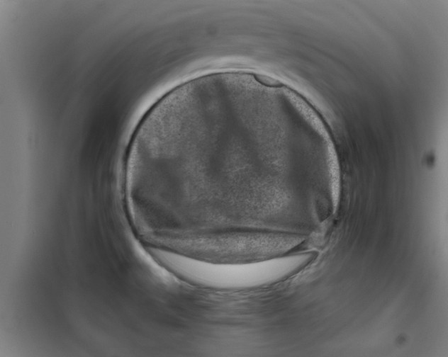 X0000099481527200805301608