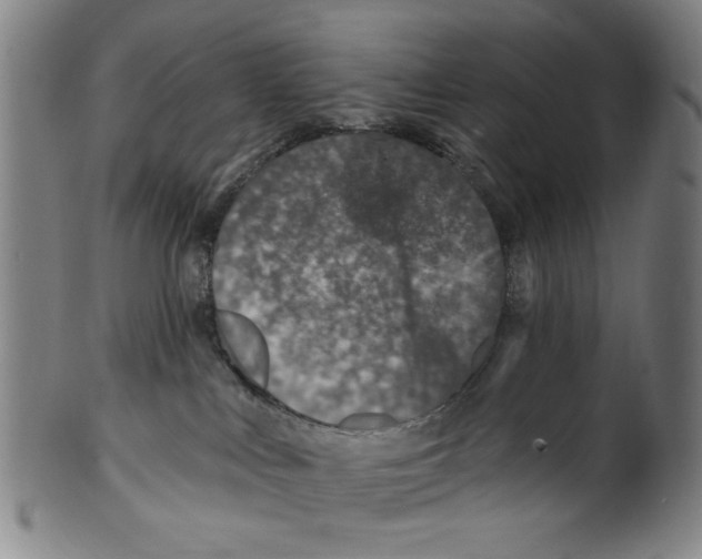 X0000099480043200806061256