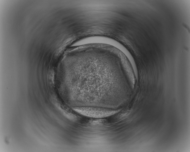 X0000099480072200806061255