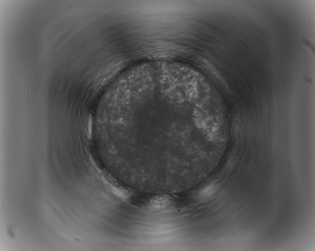 X0000099480076200806061255