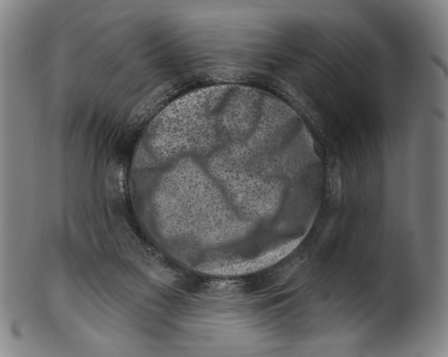 X0000099480117200806061255