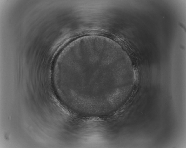 X0000099480243200806061252