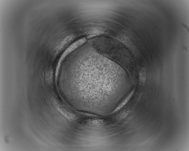 X0000099480304200806061252
