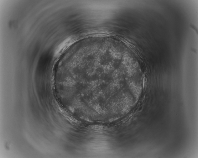 X0000099480339200806061251